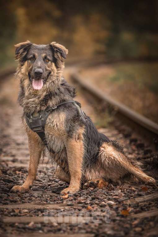 Собаки в Москве: Балу собака из приюта ищет дом Мальчик, Бесплатно - фото 3