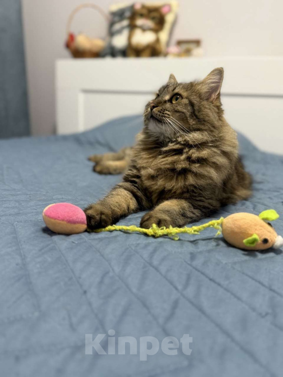 Кошки в Москве: Замурчательный котик Лекс Мальчик, Бесплатно - фото 9