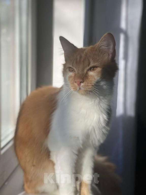 Кошки в Москве: кот подросток Теоша ищет дом Мальчик, Бесплатно - фото 6