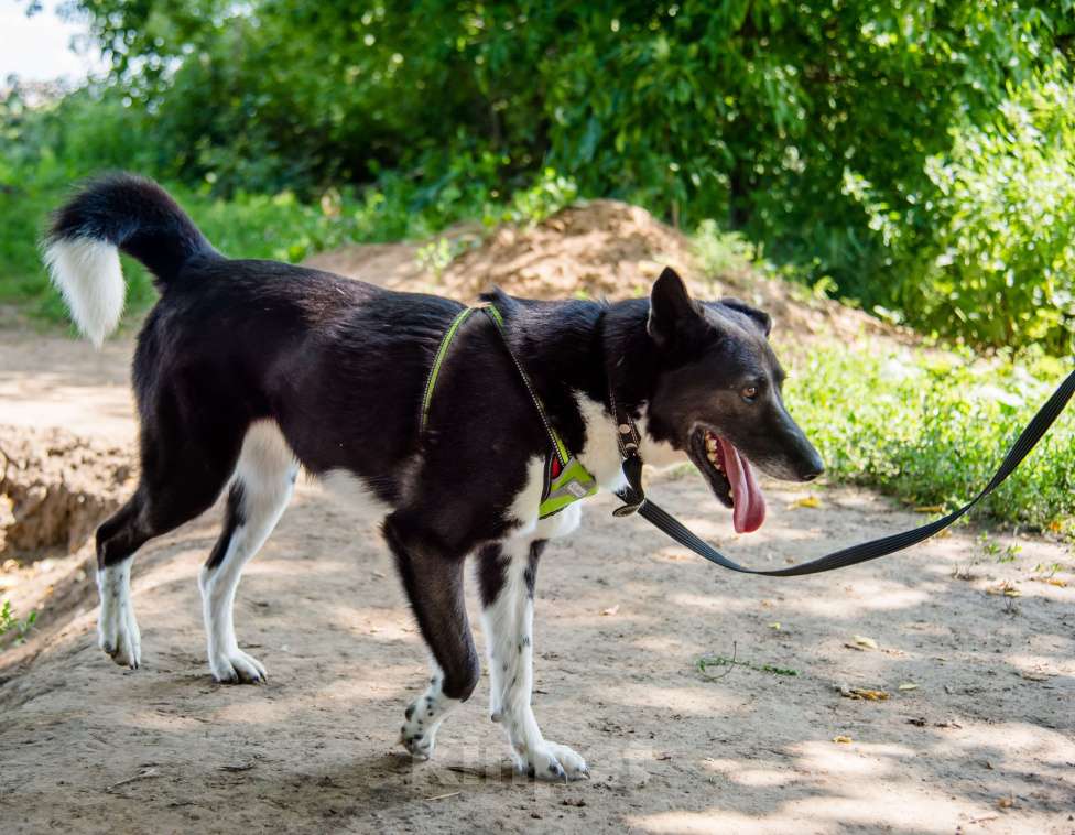 Собаки в Москве: Драгоценная Фани Девочка, Бесплатно - фото 6