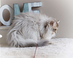 Кошки в Владивостоке: Британская кошечка Хаси Девочка, 120 000 руб. - фото 2