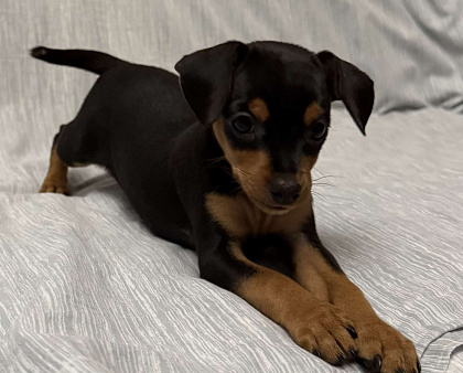 Щенок пражский крысарик 