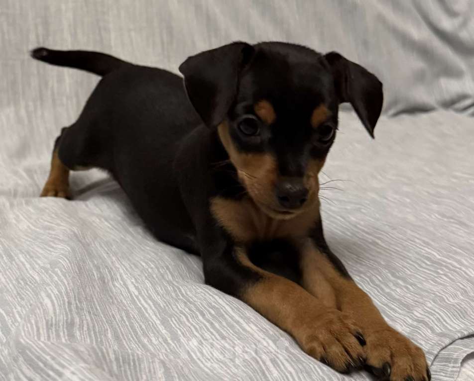 Собаки в Москве: Щенок пражский крысарик  Мальчик, Бесплатно - фото 1