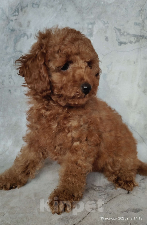 Собаки в Мытищах: Миниатюрный пудель Анри Мальчик, 130 000 руб. - фото 4