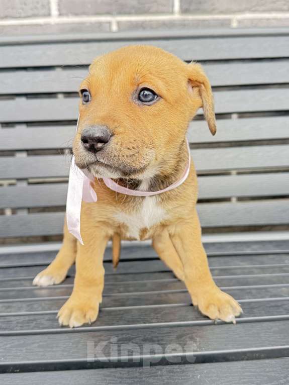 Собаки в других городах Калининградской области: Волга Девочка, Бесплатно - фото 3