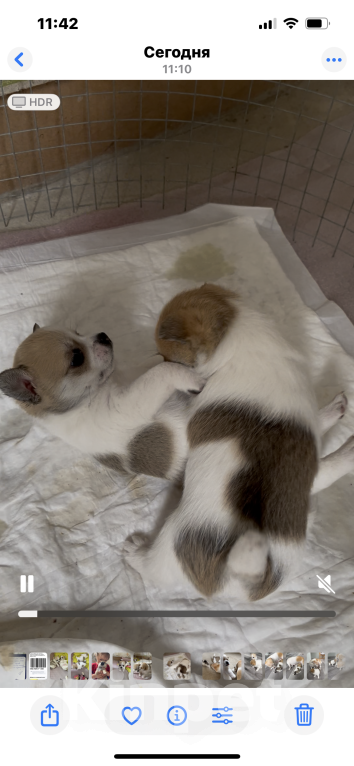 Собаки в Санкт-Петербурге: Девочка помчи Девочка, 10 000 руб. - фото 6