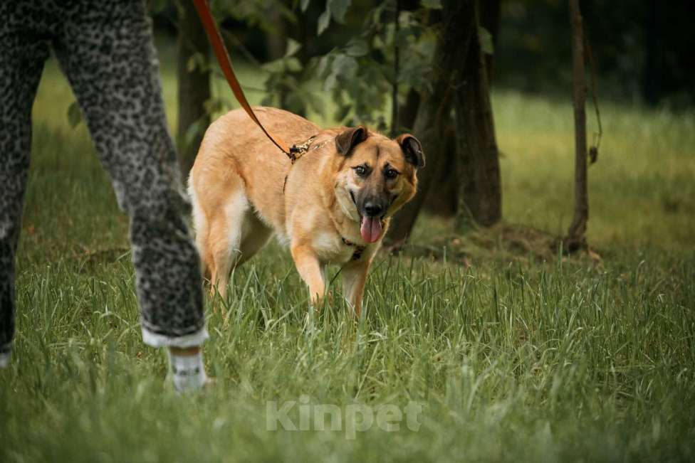 Собаки в Москве: Трепетная и камерная собака Манюня  Девочка, Бесплатно - фото 5