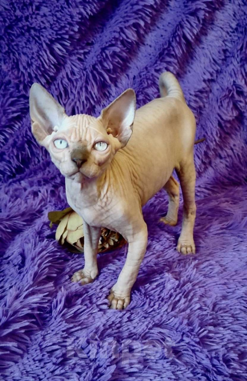 Кошки в Москве: Топовый котёнок канадского сфинкса Мальчик, 35 000 руб. - фото 3