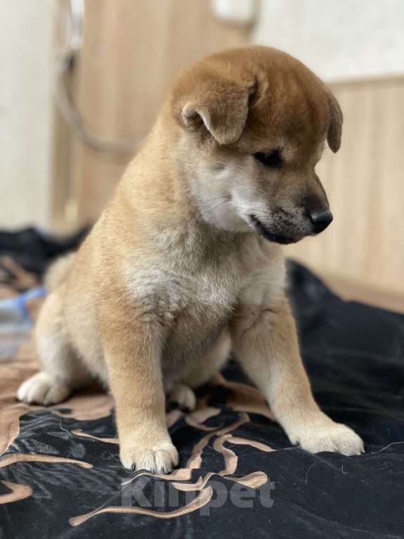 Собаки в Санкт-Петербурге: Щенок сиба-ину мальчик Мальчик, 70 000 руб. - фото 8