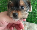 Собаки в Острогожске: Щенки йоркширского терьера Разнополые, 13 000 руб. - фото 1