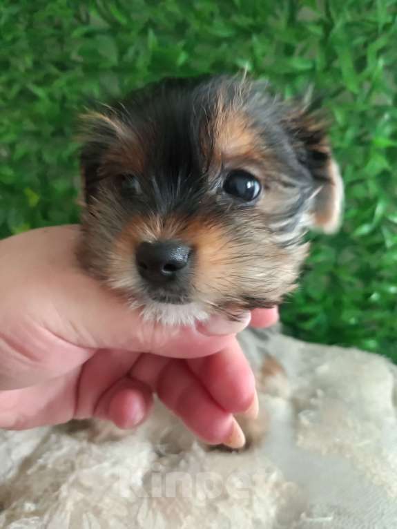 Собаки в Острогожске: Щенки йоркширского терьера Разнополые, 13 000 руб. - фото 1
