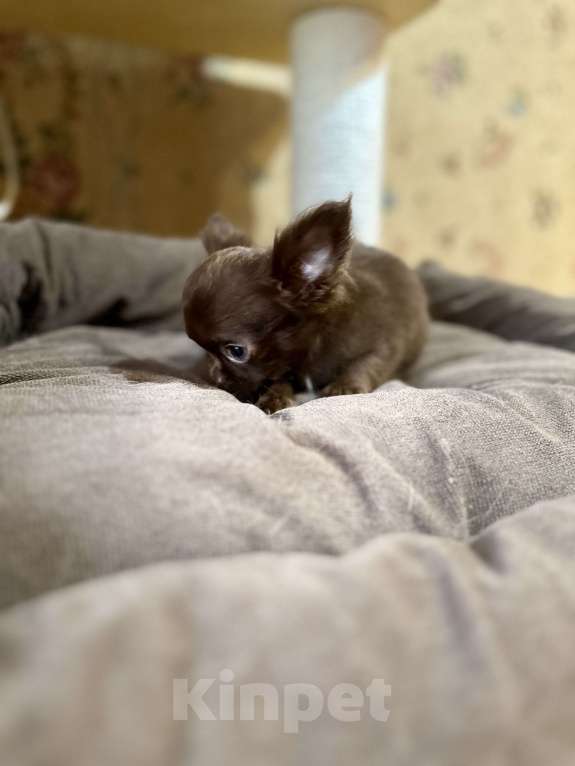 Собаки в Ростове-на-Дону: Мальчики чихуахуа Мальчик, 30 000 руб. - фото 4