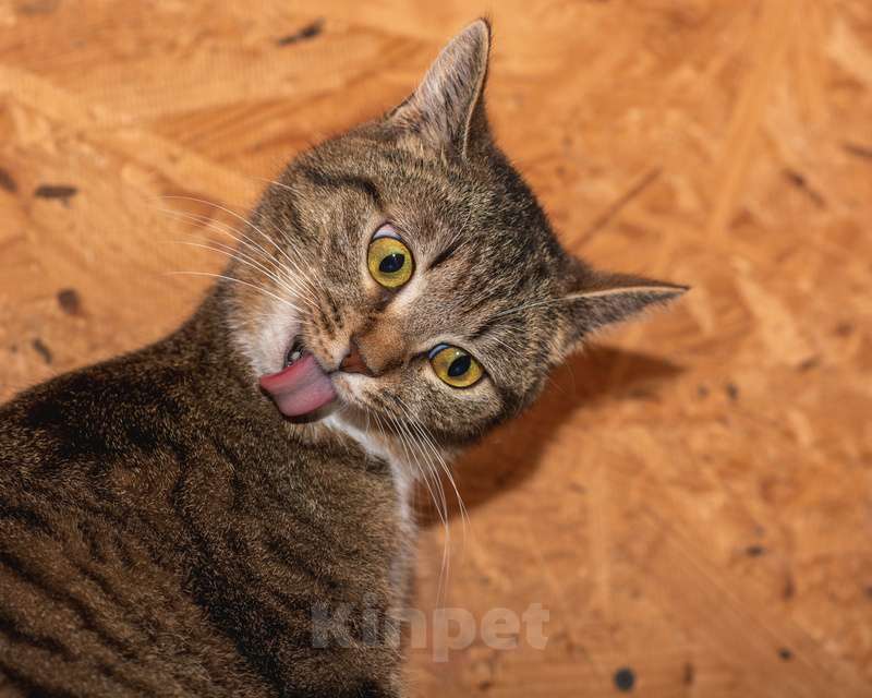 Кошки в Москве: Ласковая кошка с золотыми глазами в добрые руки Девочка, 1 руб. - фото 3