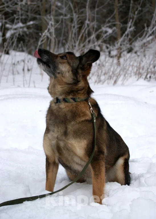 Собаки в Москве: Гера в поисках семьи Девочка, Бесплатно - фото 2