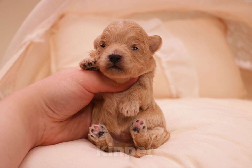 Собаки в Москве: Мальтипу мальчик Корея микро Мальчик, 130 000 руб. - фото 1