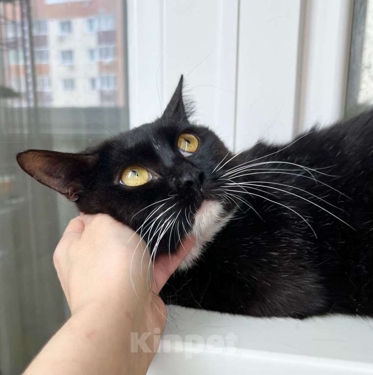 Кошки в Москве: Кошка Нора – длинноногая красотка в добрые руки Девочка, Бесплатно - фото 8