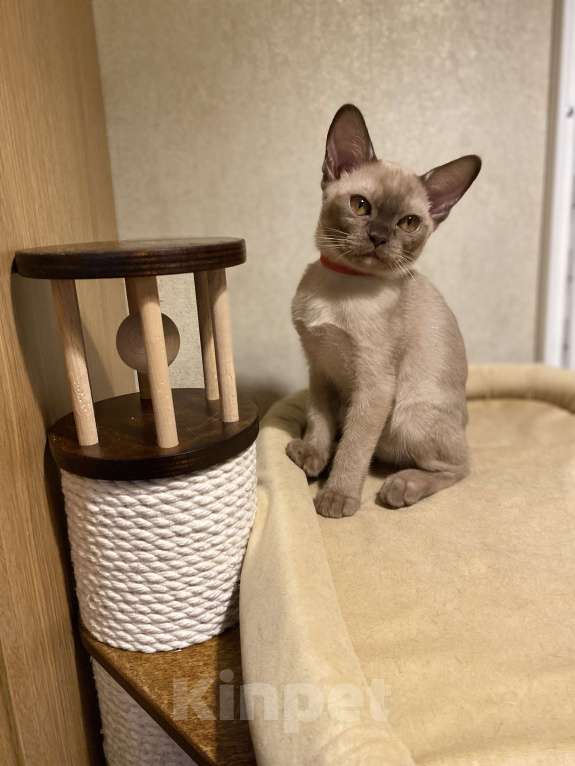 Кошки в Нижнем Новгороде: Бурманские котята Девочка, 50 000 руб. - фото 5