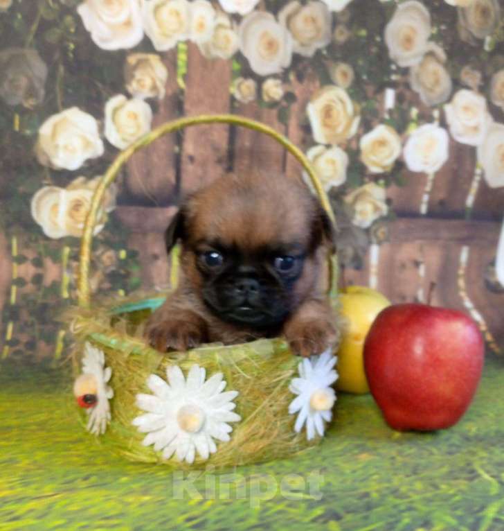 Собаки в Москве: Малый брабансон девочка Девочка, 65 000 руб. - фото 2