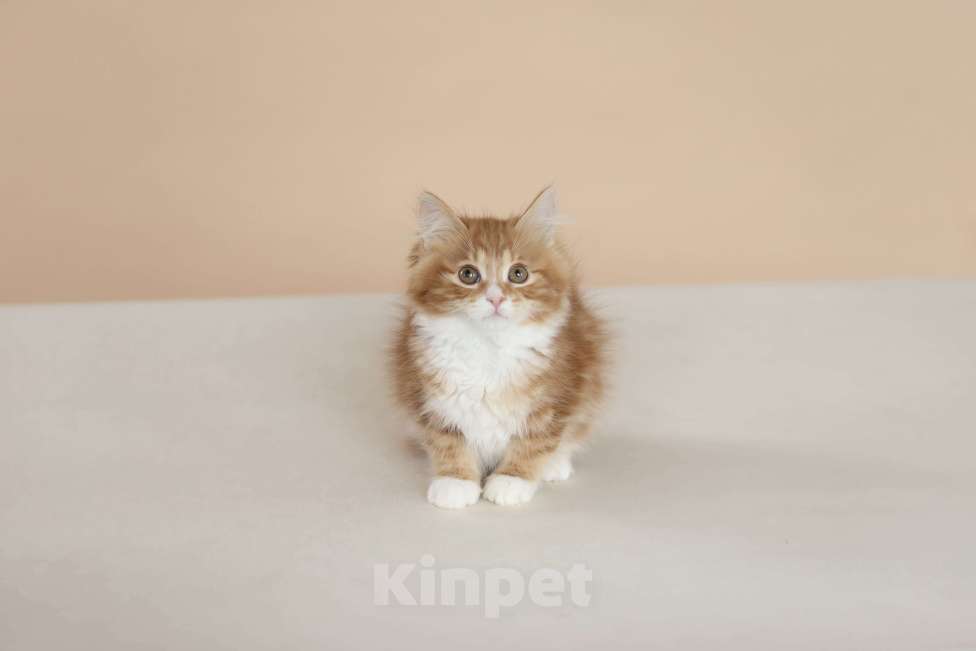 Кошки в Серпухове: Хоста Русские Цветы Курильский Бобтейл Девочка, 45 000 руб. - фото 7