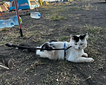 Кошки в других городах Краснодарского края: Помогите найти кота  Мальчик, 5 000 руб. - фото 2