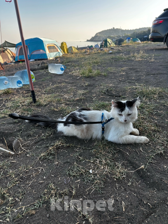 Кошки в других городах Краснодарского края: Помогите найти кота  Мальчик, 5 000 руб. - фото 2