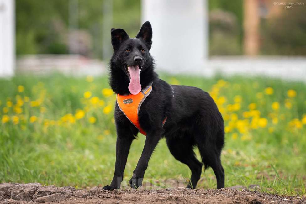 Собаки в Москве: Уголек - с горячей искоркой в сердце Мальчик, Бесплатно - фото 2