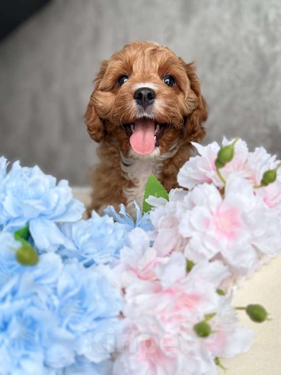 Собаки в Москве: Кавапу щенок Мальчик, Бесплатно - фото 6