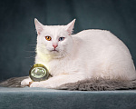 Кошки в Клине: Снежок - уникальный котик Мальчик, Бесплатно - фото 3