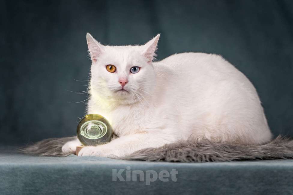 Кошки в Клине: Снежок — уникальный котик Мальчик, Бесплатно - фото 3