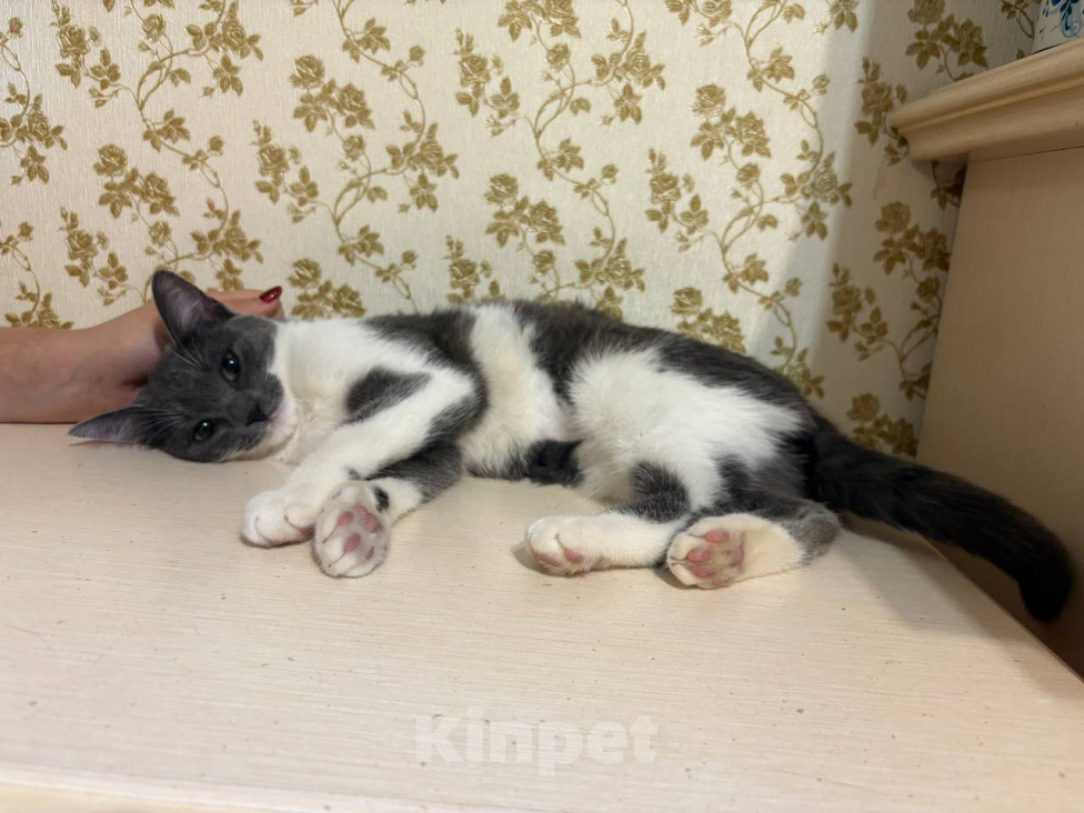 Кошки в Москве: Облепиха ищет лучшую семью и дом! Девочка, Бесплатно - фото 5
