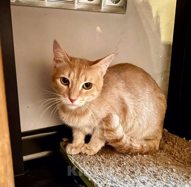 Кошки в Москве: Кошечке Джулии, пострадавшей от людей нужна любовь и забота. В добрые руки Девочка, Бесплатно - фото 4