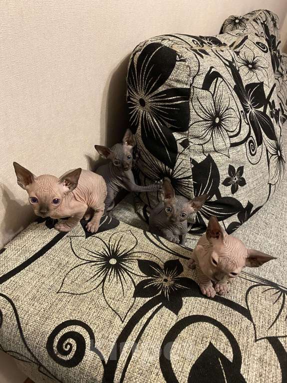 Кошки в Белгороде: Кошечка 2 Девочка, 9 000 руб. - фото 3