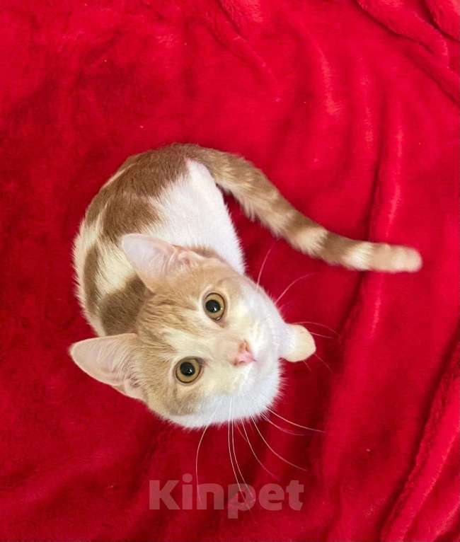 Кошки в Санкт-Петербурге: Бриллиант кошачьего мира Фантик Мальчик, Бесплатно - фото 2