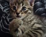 Кошки в Москве: Котеночек Труша ищет дом! Девочка, Бесплатно - фото 4