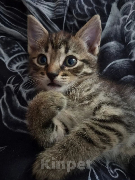 Кошки в Москве: Котеночек Труша ищет дом! Девочка, Бесплатно - фото 4