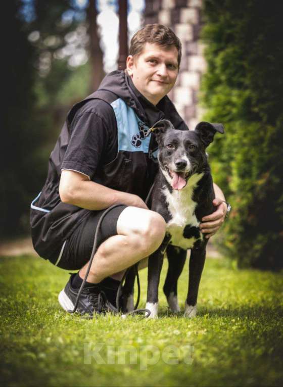 Собаки в Москве: Ромео - Ваш спокойный и добрый друг ❤ Мальчик, Бесплатно - фото 4