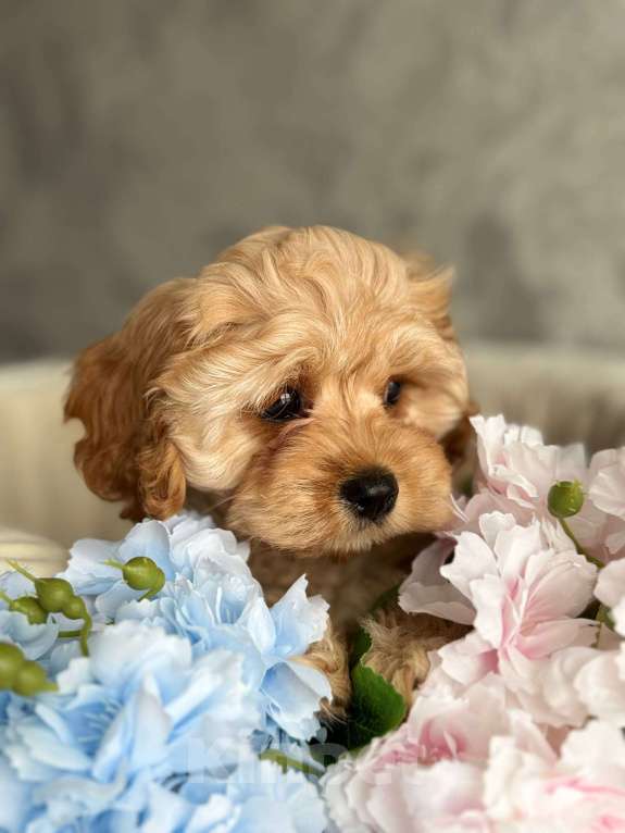 Собаки в Москве: Кавапу щенок Девочка, Бесплатно - фото 4