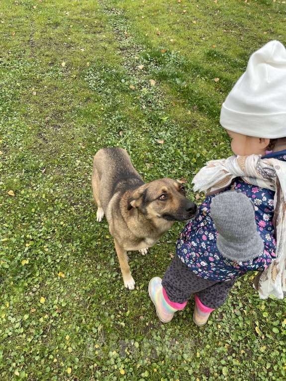 Собаки в Москве: Обожает детей и комплименты Девочка, Бесплатно - фото 5