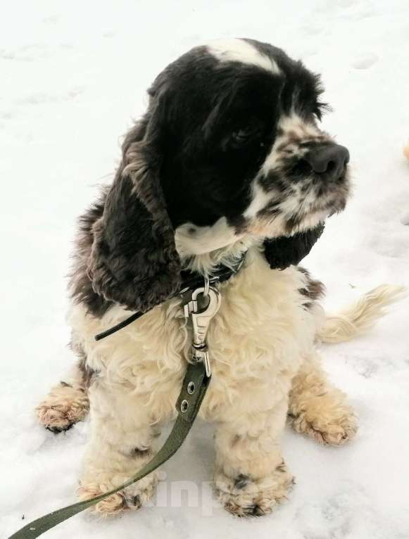 Собаки в Ярцево: Девочка для Обожания!!! Девочка, 55 000 руб. - фото 4