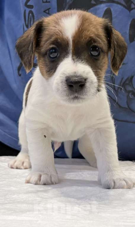 Собаки в Пензе: Продам щенков Джек Рассел терьера Мальчик, 1 руб. - фото 4