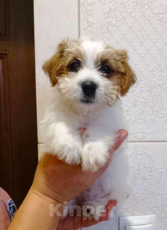 Собаки в Ставрополе: Высокопородные   щенки джек рассел  терьера  Девочка, Бесплатно - фото 2