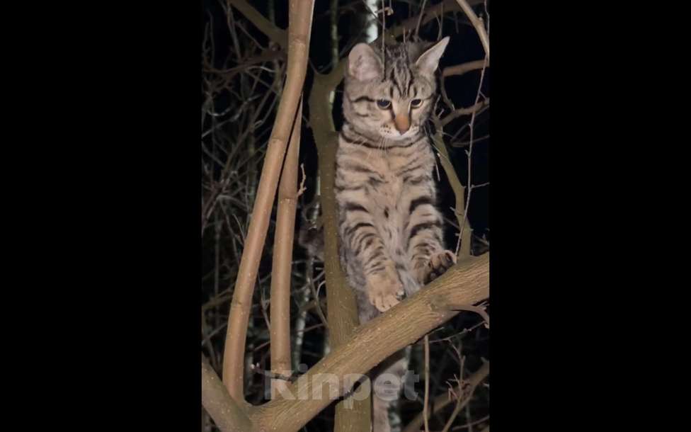 Кошки в Смоленске: пропал кот на досуговском шоссе Смоленск Мальчик, Бесплатно - фото 2