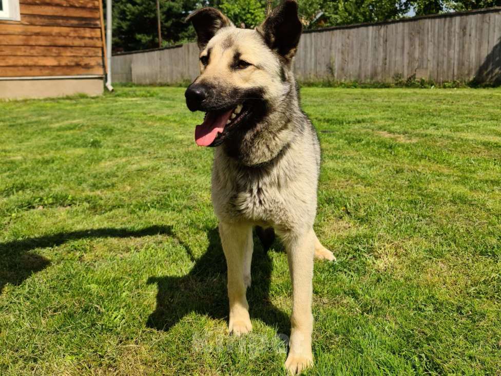Собаки в Звенигороде: Бобик молодой пес в добрые руки Мальчик, Бесплатно - фото 8