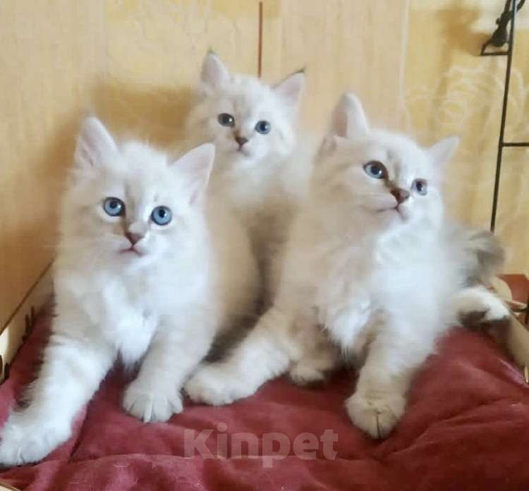Кошки в Москве: Котята Мальчик, 20 000 руб. - фото 2