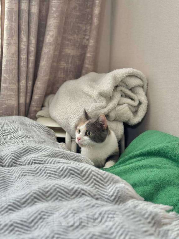 Кошки в Москве: Смешная кошечка Рикса ищет дом Девочка, Бесплатно - фото 3