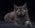 Кошки в Видном: Кот мейн-кун черный дым Мальчик, 95 000 руб. - фото 1