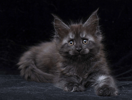Объявление: Кот мейн-кун черный дым, 95 000 руб., Видное