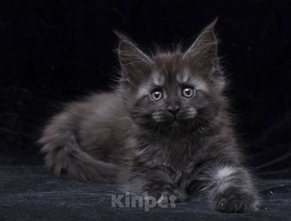 Кошки в Видном: Кот мейн-кун черный дым Мальчик, 95 000 руб. - фото 1