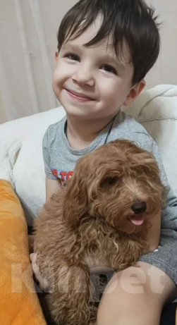 Собаки в Краснодаре: Щенки мальтипу Девочка, 35 000 руб. - фото 1