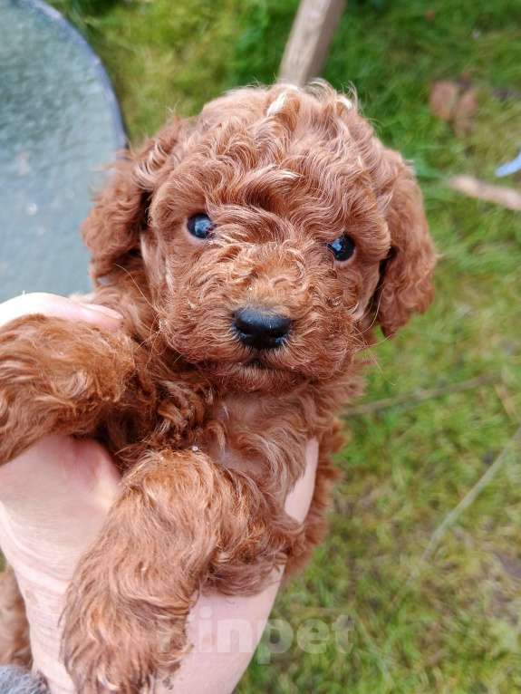 Собаки в Москве: Той пудель девочка РКФ. Девочка, 150 000 руб. - фото 3